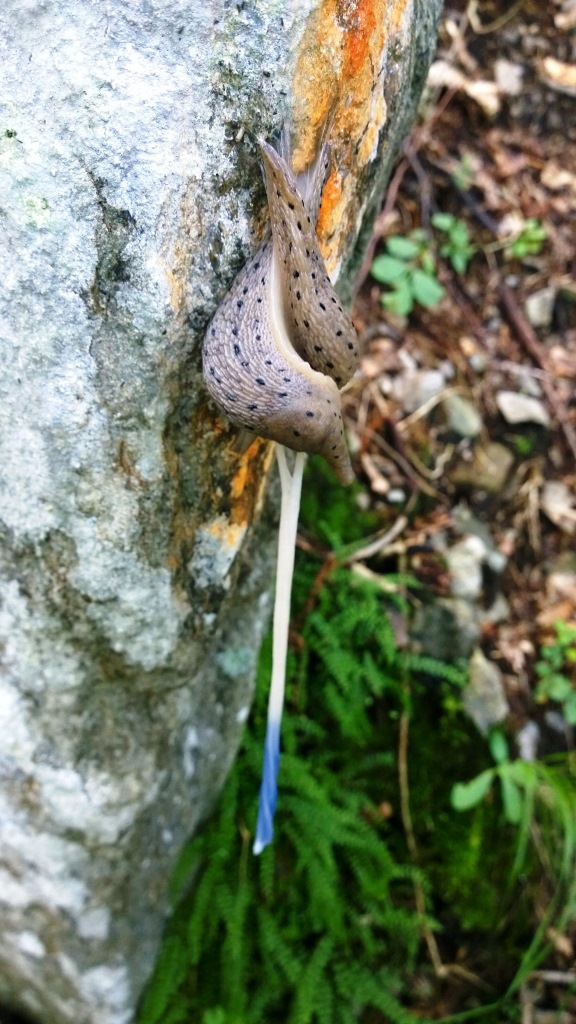 Limax redii?